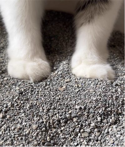 铂钻金标猫砂粘底 铂钻金标猫砂粘底