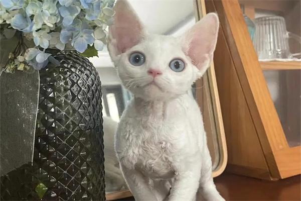 母猫是怎么教育小猫的? 母猫是怎么教育小猫的?