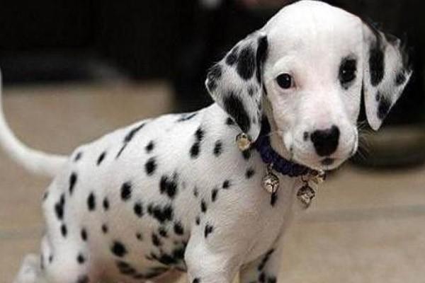 1623291725443959.jpg 26.jpg