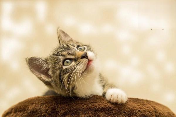 狗蛔虫病,猫蛔虫病 狗蛔虫病,猫蛔虫病