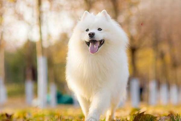 狗毛尾线虫病,猫毛尾线虫病 狗毛尾线虫病,猫毛尾线虫病