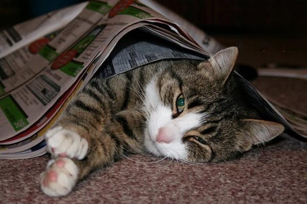 猫圆线虫病 猫圆线虫病