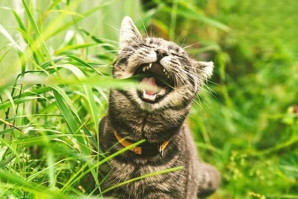 狗狗眼虫病,猫咪眼虫病 狗狗眼虫病,猫咪眼虫病