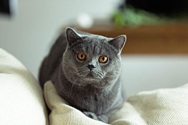 狗狗绦虫病,猫咪绦虫病 狗狗绦虫病,猫咪绦虫病