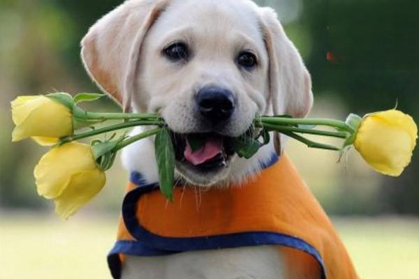 狗狗绦虫病,猫咪绦虫病 狗狗绦虫病,猫咪绦虫病