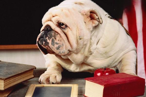 猫咪肝吸虫病,狗狗肝吸虫病 猫咪肝吸虫病,狗狗肝吸虫病