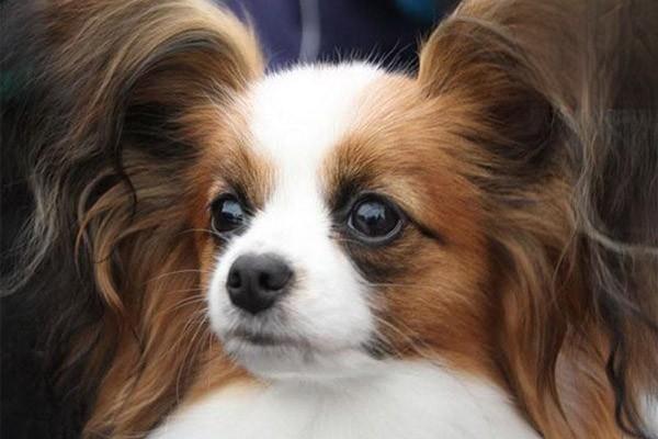 狗阿米巴病,猫阿米巴病 狗阿米巴病,猫阿米巴病