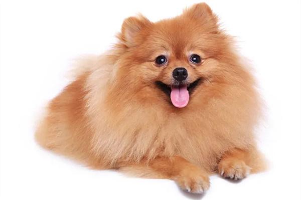 狗狗耳朵掉毛什么原因? 狗狗耳朵掉毛什么原因?