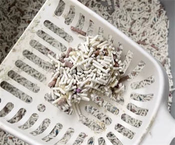 肉垫猫砂测评 肉垫猫砂测评