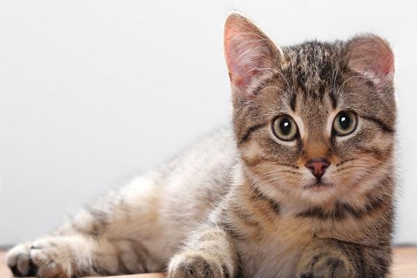 狗牙结石,猫牙结石 狗牙结石,猫牙结石