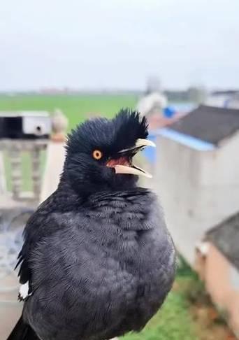 成都陈冠希