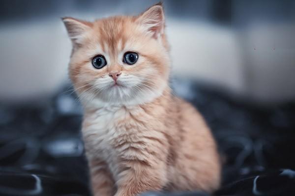 狗口腔异物,猫口腔异物 狗口腔异物,猫口腔异物