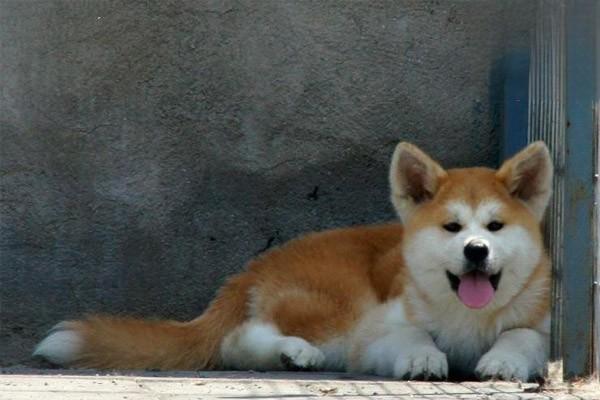 母犬低血糖症临床症状