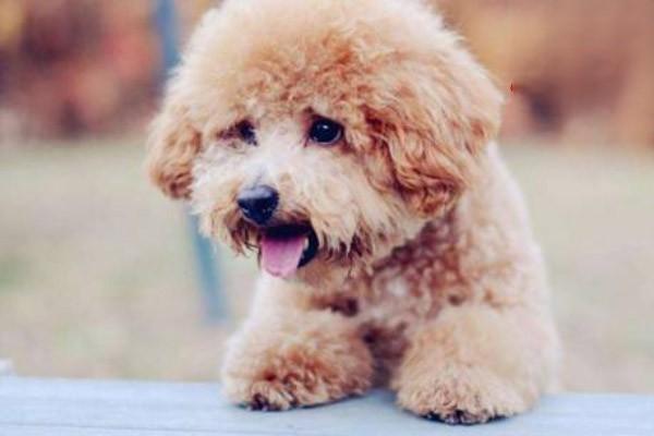 犬猫落叶性天疱疮临床症状 犬猫落叶性天疱疮临床症状