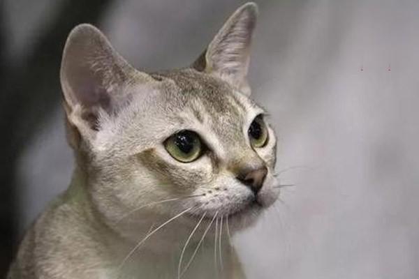 犬猫自身免疫性溶血性贫血治疗方案 犬猫自身免疫性溶血性贫血治疗方案