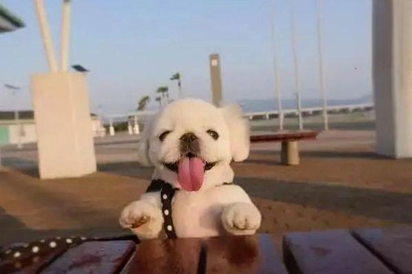 狗食物过敏 狗食物过敏