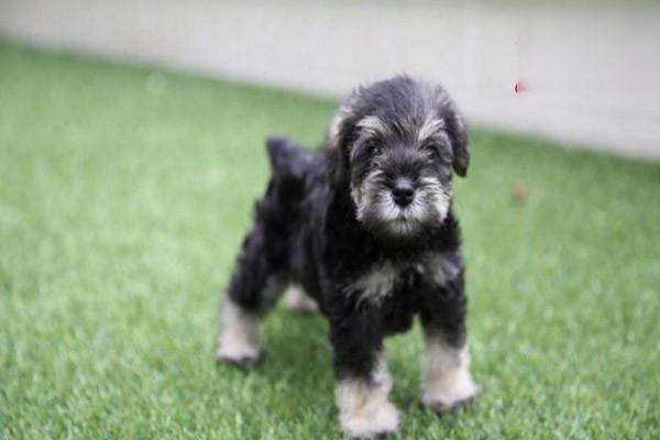 犬猫特发性皮炎 犬猫特发性皮炎