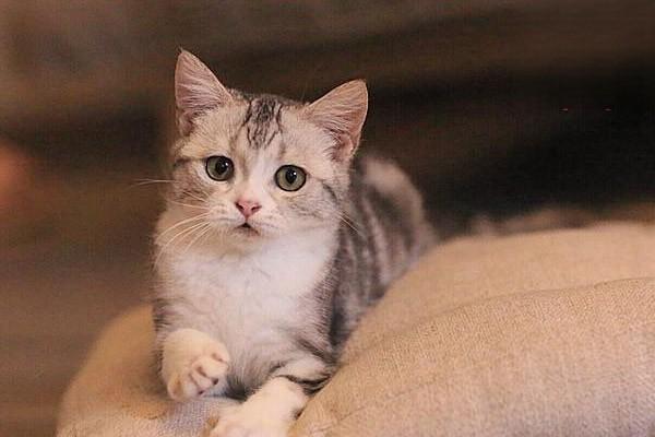 犬猫血小板减少症治疗方案 犬猫血小板减少症治疗方案