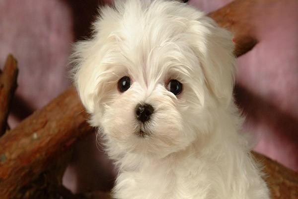 1626659437789867.jpg 犬猫血小板减少症