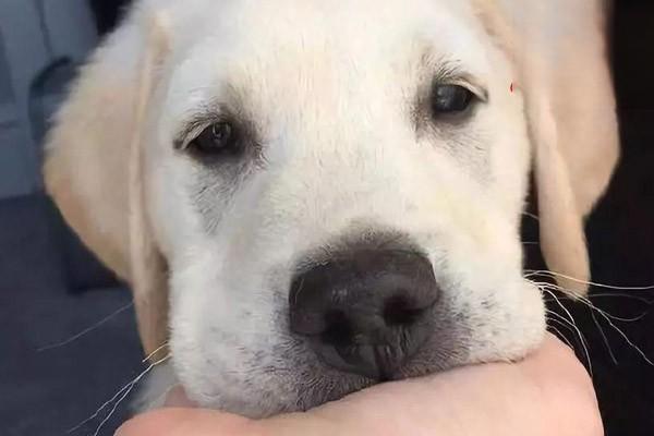 雄性犬雌性化综合征治疗方案 雄性犬雌性化综合征治疗方案