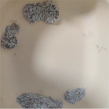 萌小八豆腐猫砂好用吗