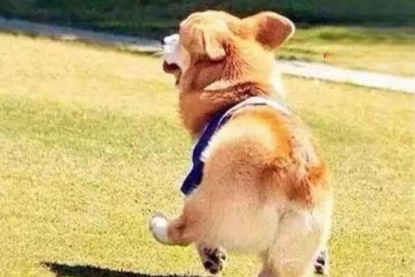 1626314816133947.jpg 犬猫肩胛上神经麻痹