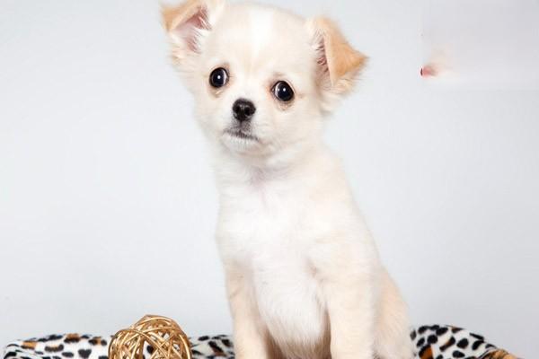 犬猫三叉神经麻痹 犬猫三叉神经麻痹