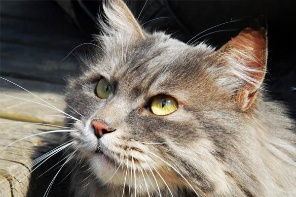 犬猫肝性脑 犬猫肝性脑