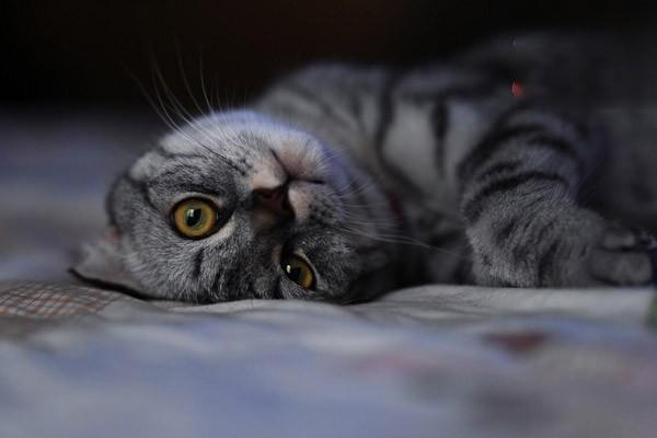 狗狗中暑治疗方案 狗狗中暑治疗方案