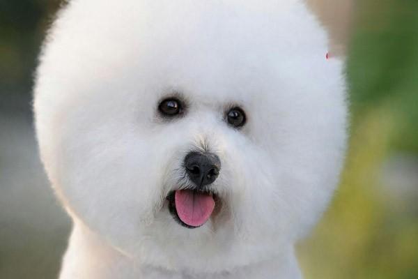 犬猫脑积水 犬猫脑积水