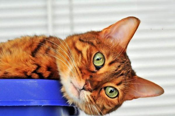 犬猫脑震荡及脑挫伤治疗方案 犬猫脑震荡及脑挫伤治疗方案