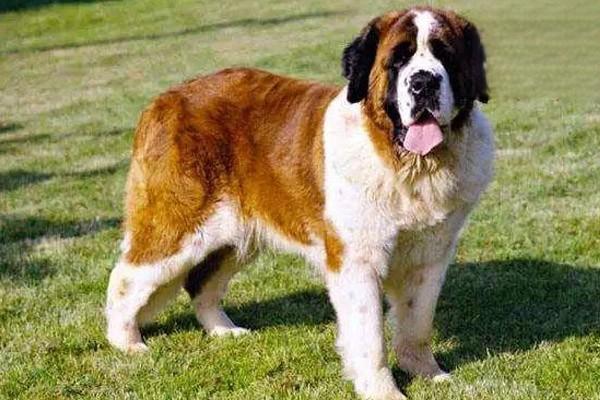 犬猫腱断裂软骨骨病 犬猫腱断裂软骨骨病