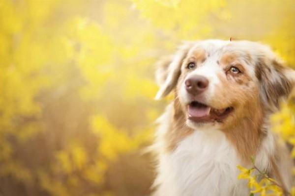 狗狗软骨病 狗狗软骨病