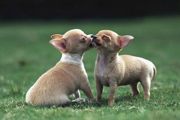 犬猫腱断裂 犬猫腱断裂