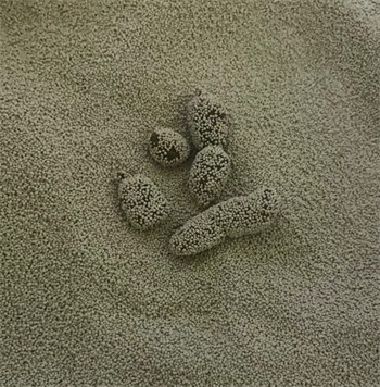 好适嘉猫砂 好适嘉猫砂