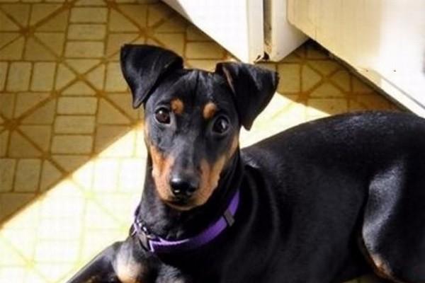 犬猫肥大性骨营养不良 犬猫肥大性骨营养不良