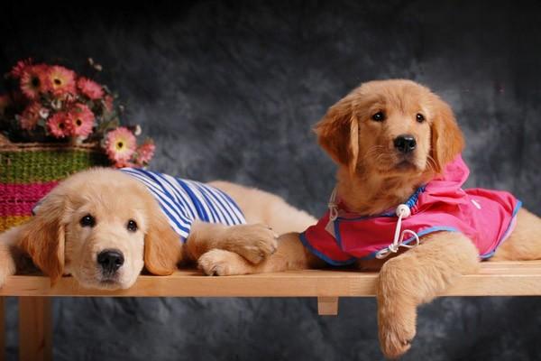 狗狗肌炎 狗狗肌炎