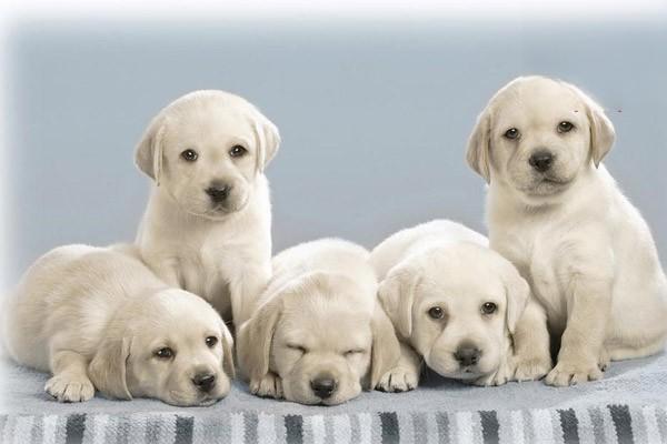 犬猫腐败性感染 犬猫腐败性感染