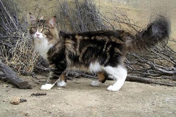 犬猫特发性多发性肌炎治疗方案 犬猫特发性多发性肌炎治疗方案