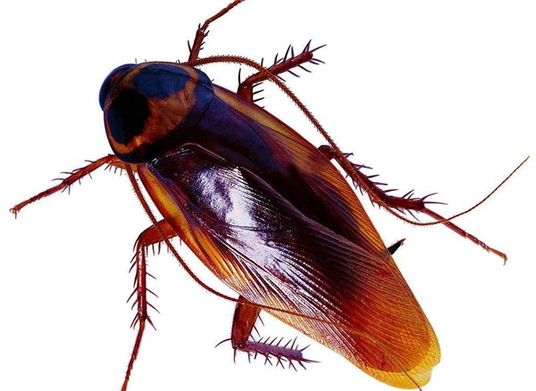 美洲大蠊 美洲大蠊