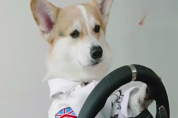 犬猫麻黄碱中毒 犬猫麻黄碱中毒