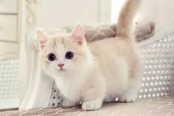 犬猫洋葱中毒 犬猫洋葱中毒