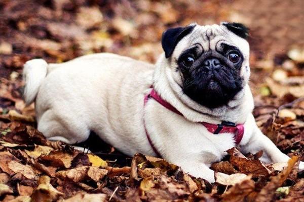 犬猫洋葱中毒治疗方案 犬猫洋葱中毒治疗方案