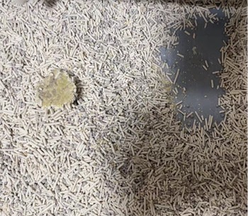 猫砂测评 猫砂测评