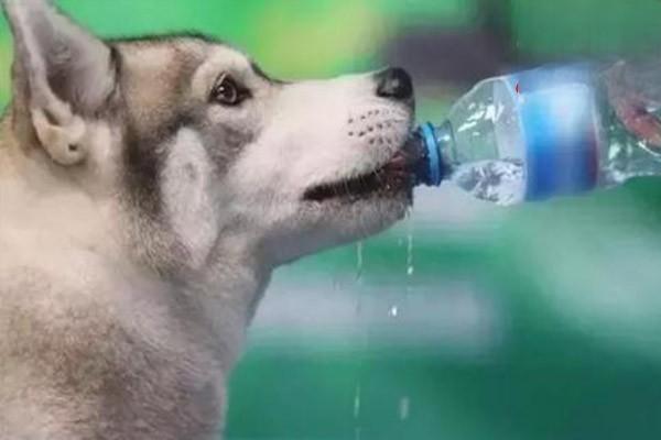 犬猫氟乙酸钠中毒治疗方案