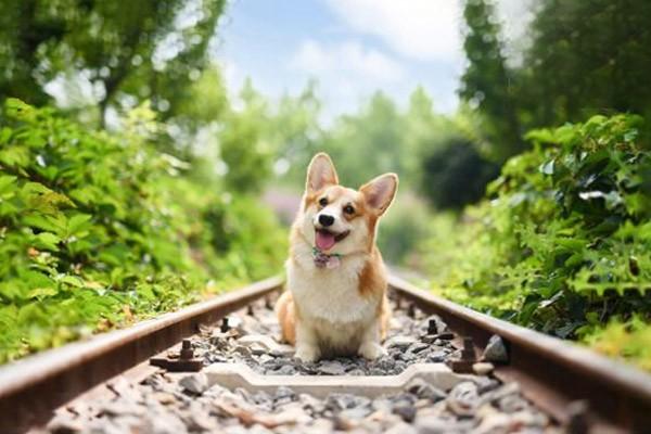 狗农药中毒治疗 狗农药中毒治疗