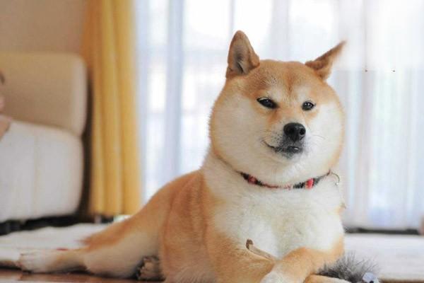 犬猫有机磷农药中毒 犬猫有机磷农药中毒