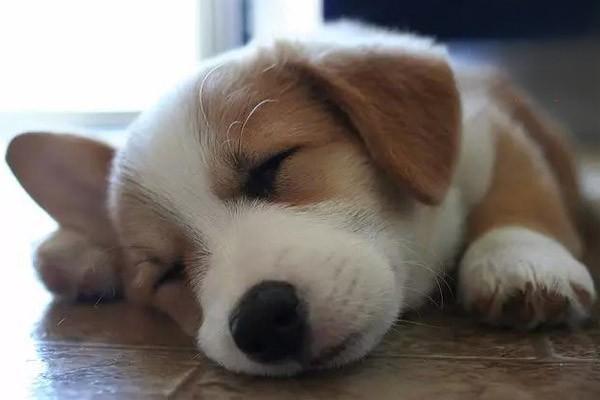 犬猫黏液水肿 犬猫黏液水肿