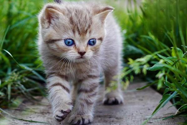 犬猫锰代谢病治疗方案