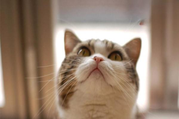 犬猫淋巴管炎和淋巴结炎